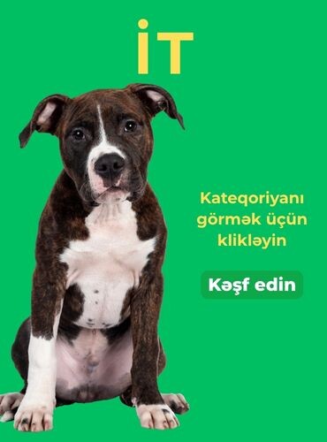 Köpek Aksesuarları