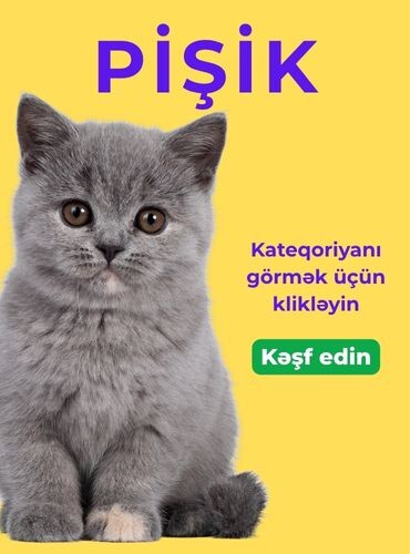 Kedi Aksesuarları