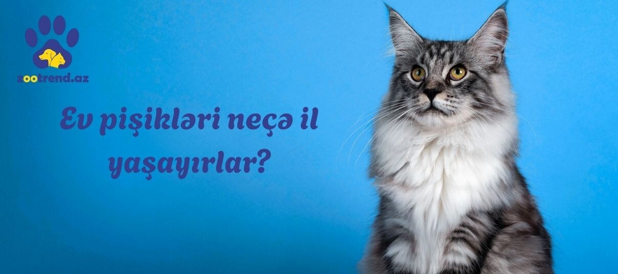 Ev pişikləri neçə il yaşayırlar?