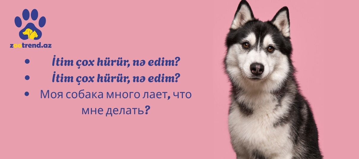 İtim çox hürür, nə edim?