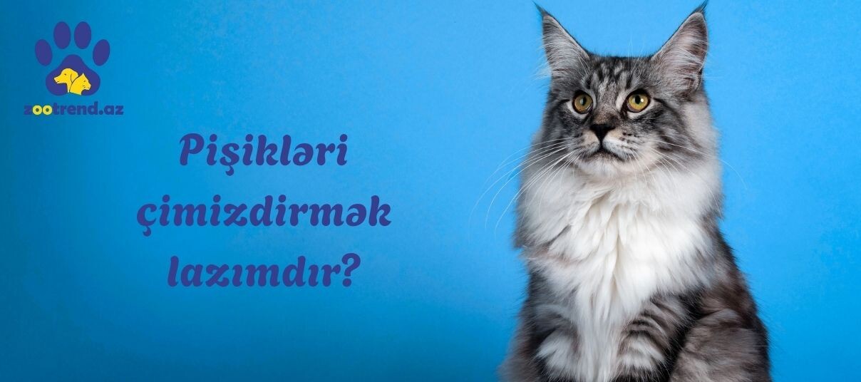 Pişikləri çimizdirmək lazımdır?