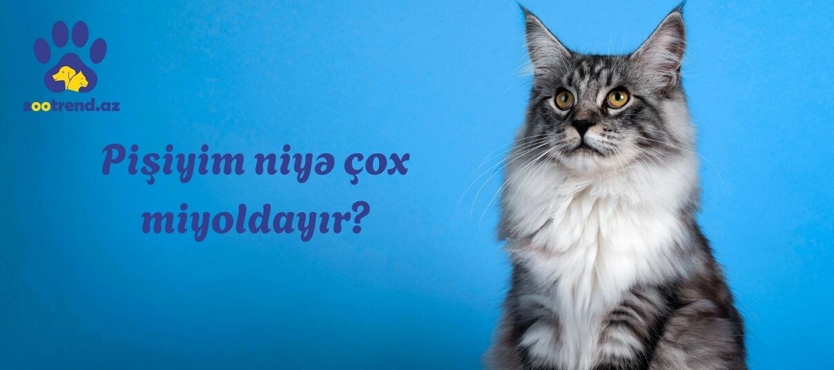 Pişiyim niyə çox miyoldayır?