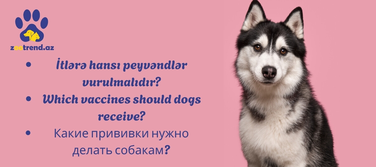 İtlərə hansı peyvəndlər vurulmalıdır?