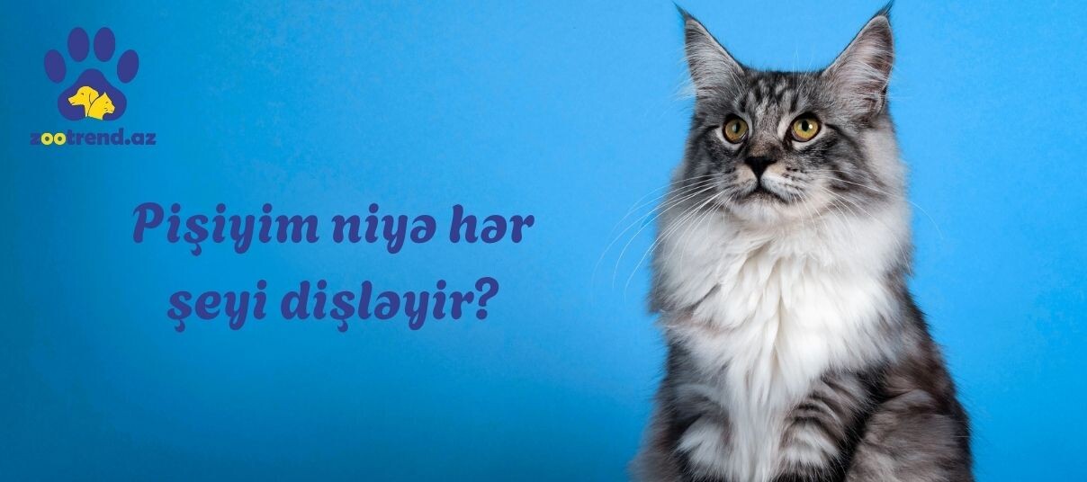 Pişiyim niyə hər şeyi dişləyir?