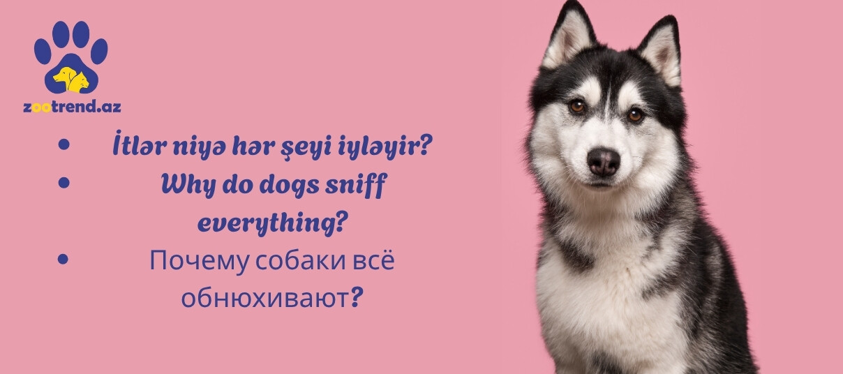 İtlər niyə hər şeyi iyləyir?
