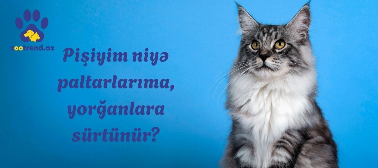 Pişiyim niyə paltarlarıma, yorğanlara sürtünür?