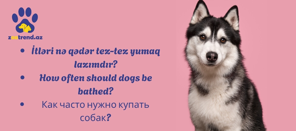 İtləri nə qədər tez-tez yumaq lazımdır?