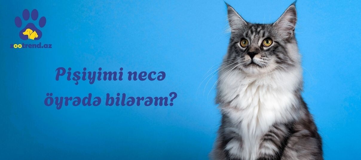 Pişiyimi necə öyrədə bilərəm?