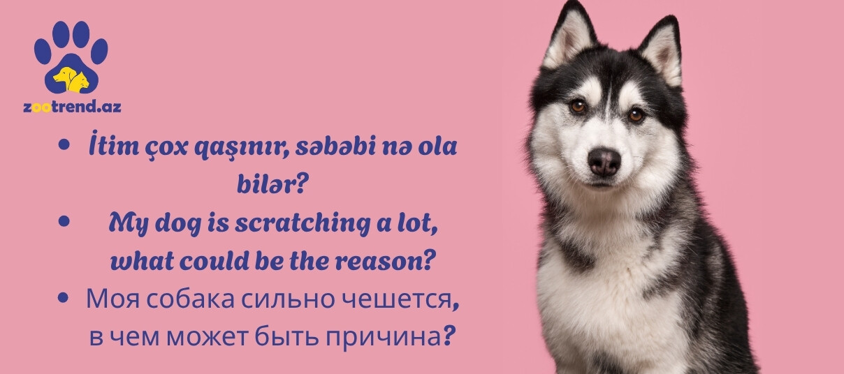 İtim çox qaşınır, səbəbi nə ola bilər?