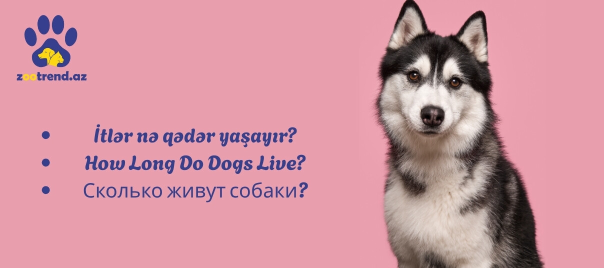 İtlər nə qədər yaşayır?