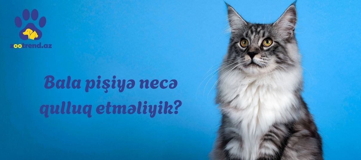 Bala pişiyə necə qulluq etməliyik?