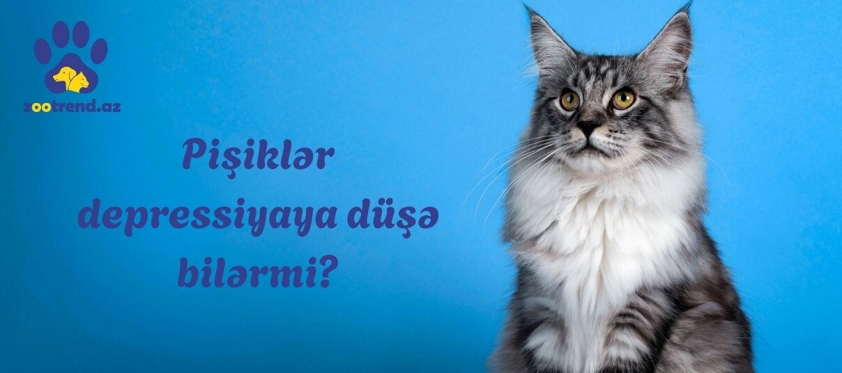 Pişiklər depressiyaya düşə bilərmi?