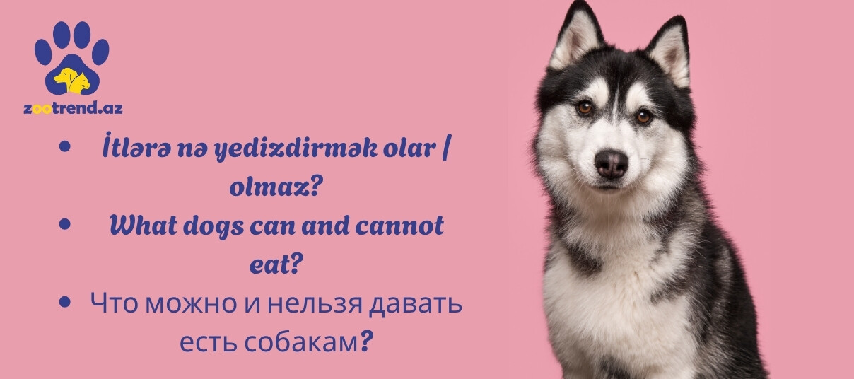 İtlərə nə yedizdirmək olar / olmaz?