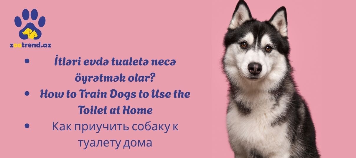 İtləri evdə tualetə necə öyrətmək olar?